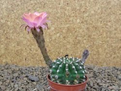 Echinopsis hybrid aff eyresii , květináč 5,5 cm - 12414456