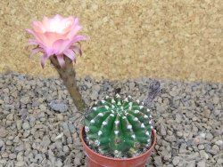 Echinopsis hybrid aff eyresii , květináč 5,5 cm - 12414457