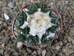 Ariocarpus fissuratus hintonii Matehuala pot 5,5 cm Cites IA - 12414458