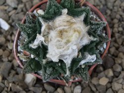 Ariocarpus fissuratus hintonii Matehuala pot 5,5 cm Cites IA - 12414459
