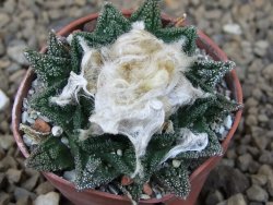 Ariocarpus fissuratus hintonii Matehuala pot 5,5 cm Cites IA
