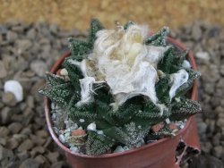 Ariocarpus fissuratus hintonii Matehuala pot 5,5 cm Cites IA - 12414461