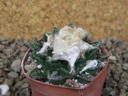 Ariocarpus fissuratus hintonii Matehuala pot 5,5 cm Cites IA - 12414462
