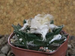 Ariocarpus fissuratus hintonii Matehuala pot 5,5 cm Cites IA - 12414463