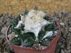Ariocarpus fissuratus hintonii Matehuala pot 5,5 cm Cites IA - 12414464