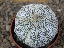 Astrophytum Z Jasenné květináč 5,5 cm