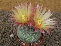 Astrophytum Z Jasenné květináč 5,5 cm - 12414479