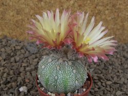 Astrophytum Z Jasenné květináč 5,5 cm - 12414481