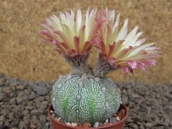 Astrophytum Z Jasenné květináč 5,5 cm - 12414482