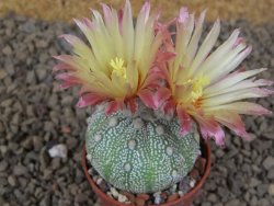 Astrophytum Z Jasenné květináč 5,5 cm - 12414483