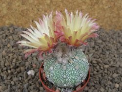 Astrophytum Z Jasenné květináč 5,5 cm - 12414484
