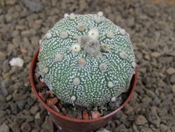 Astrophytum Z Jasenné květináč 5,5 cm - 12414485