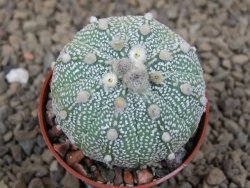 Astrophytum Z Jasenné květináč 5,5 cm - 12414486