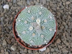 Astrophytum Z Jasenné květináč 5,5 cm - 12414487