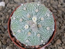 Astrophytum Z Jasenné květináč 5,5 cm - 12414488