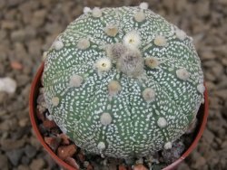 Astrophytum Z Jasenné květináč 5,5 cm - 12414489