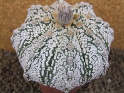Astrophytum Z Jasenné XXXL květináč 8,5 cm
