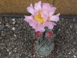 Tephrocactus geometricus květináč 7 cm  Fiambala Catamarca - 12414549