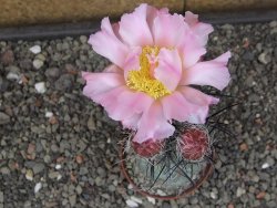 Tephrocactus geometricus květináč 7 cm  Fiambala Catamarca - 12414550