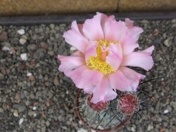 Tephrocactus geometricus květináč 7 cm  Fiambala Catamarca - 12414551