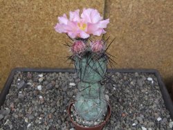 Tephrocactus geometricus květináč 7 cm  Fiambala Catamarca - 12414553