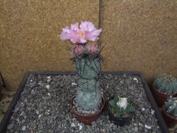 Tephrocactus geometricus květináč 7 cm  Fiambala Catamarca - 12414554