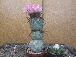 Tephrocactus geometricus květináč 7 cm  Fiambala Catamarca - 12414555