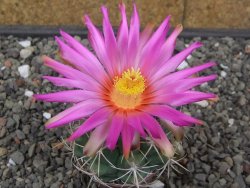 Thelocactus heterochromus Rodeo, Dur. květináč 5,5 cm