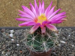 Thelocactus heterochromus Rodeo, Dur. květináč 5,5 cm - 12414566