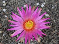 Thelocactus heterochromus Rodeo, Dur. květináč 5,5 cm - 12414567