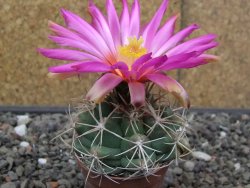 Thelocactus heterochromus Rodeo, Dur. květináč 5,5 cm - 12414568