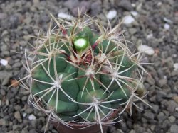 Thelocactus heterochromus Rodeo, Dur. květináč 5,5 cm - 12414569