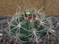 Thelocactus heterochromus Rodeo, Dur. květináč 5,5 cm - 12414570