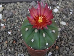 Astrophytum asterias nudum X red flower akabana 5,5 cm květináč