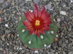 Astrophytum asterias nudum X red flower akabana 5,5 cm květináč - 12414572