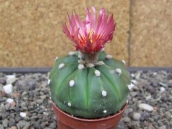 Astrophytum asterias nudum X red flower akabana 5,5 cm květináč - 12414573
