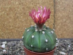 Astrophytum asterias nudum X red flower akabana 5,5 cm květináč - 12414574