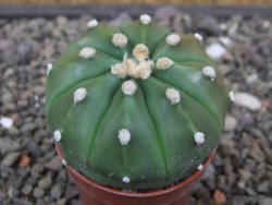 Astrophytum asterias nudum X red flower akabana 5,5 cm květináč - 12414575