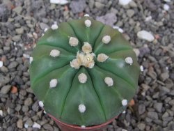 Astrophytum asterias nudum X red flower akabana 5,5 cm květináč - 12414576