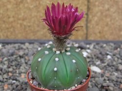 Astrophytum asterias nudum X red flower akabana 5,5 cm květináč - 12414580