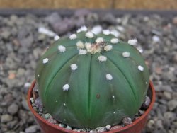 Astrophytum asterias nudum X red flower akabana 5,5 cm květináč - 12414581