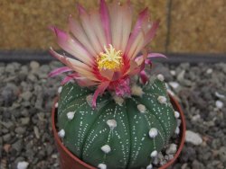 Astrophytum asterias X red flower akabana 6,5 cm květináč