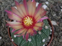 Astrophytum asterias X red flower akabana 6,5 cm květináč - 12414592