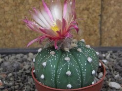 Astrophytum asterias X red flower akabana 6,5 cm květináč - 12414593