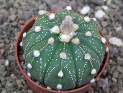 Astrophytum asterias X red flower akabana 6,5 cm květináč - 12414594