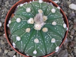 Astrophytum asterias X red flower akabana 6,5 cm květináč - 12414595