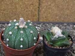 Astrophytum asterias X red flower akabana 6,5 cm květináč - 12414596
