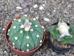 Astrophytum asterias X red flower akabana 6,5 cm květináč - 12414597