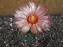 Astrophytum capricorne X red flower akabana 7 cm květináč