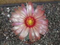 Astrophytum capricorne X red flower akabana 7 cm květináč - 12414599